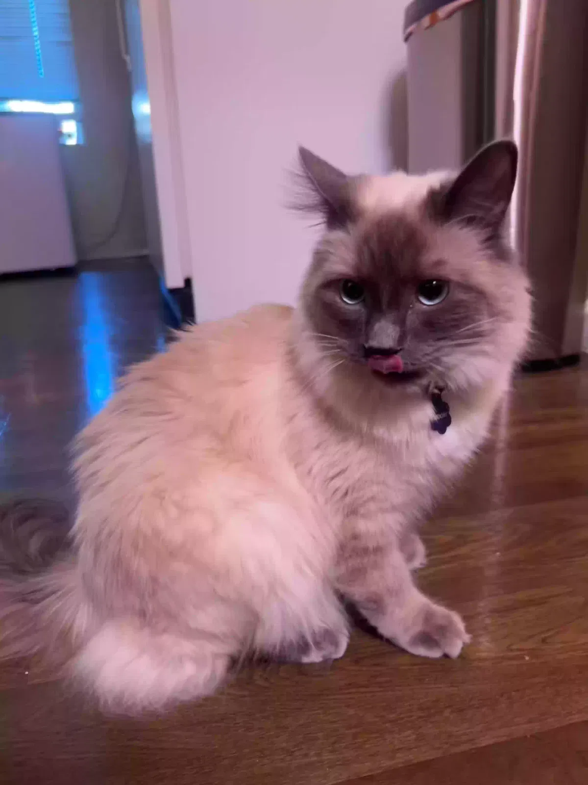 Lost cat in Reno, NV, 89523