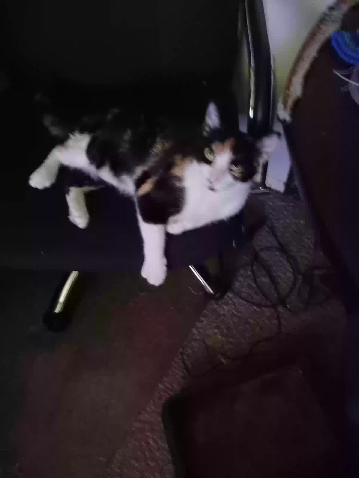 Lost cat in Olympia, WA, 98506