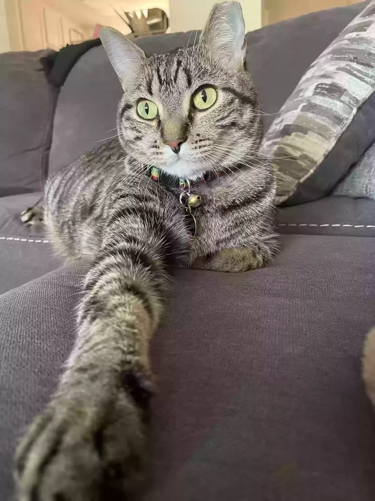 Lost cat in Indio, CA, 92203
