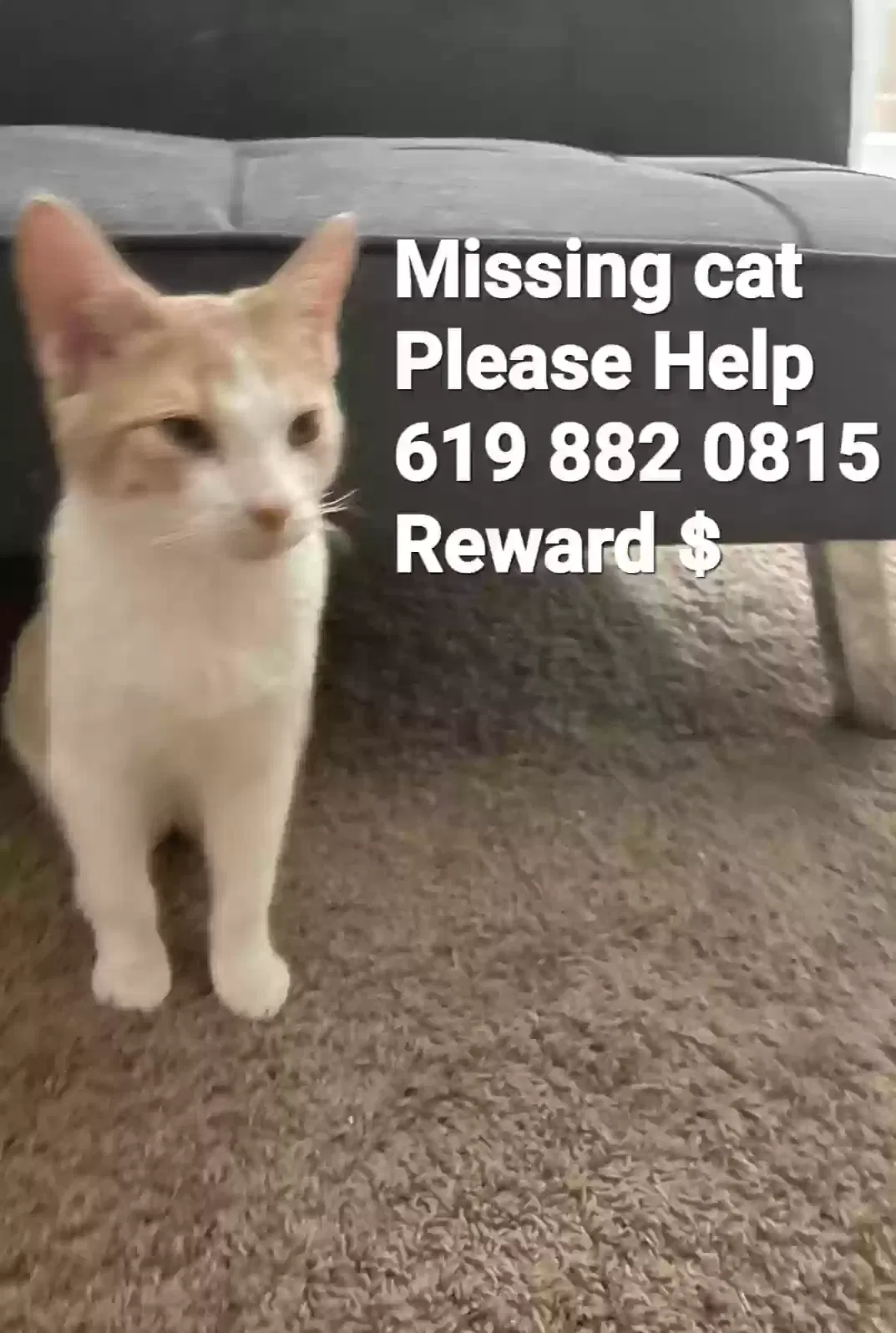 Lost cat in Murrieta, CA, 92562