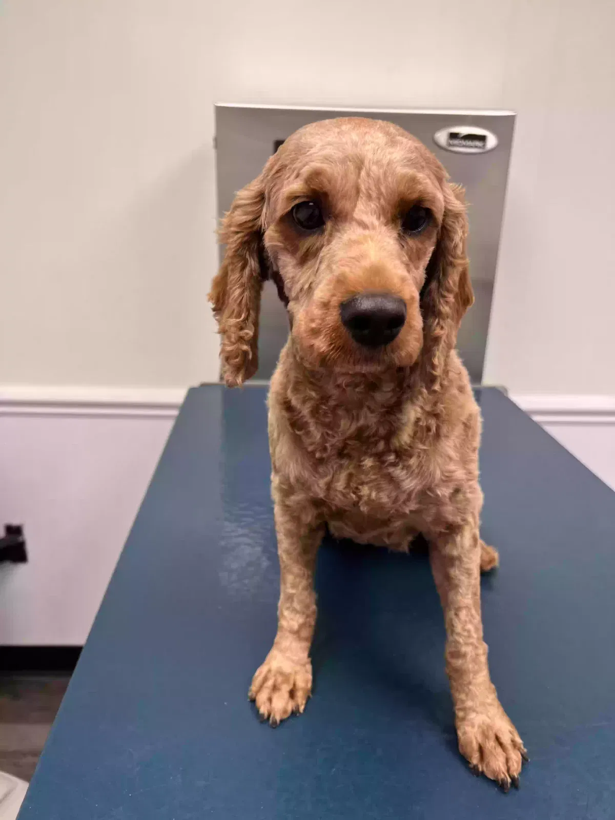 Lost dog in Arlington, TX, 76010