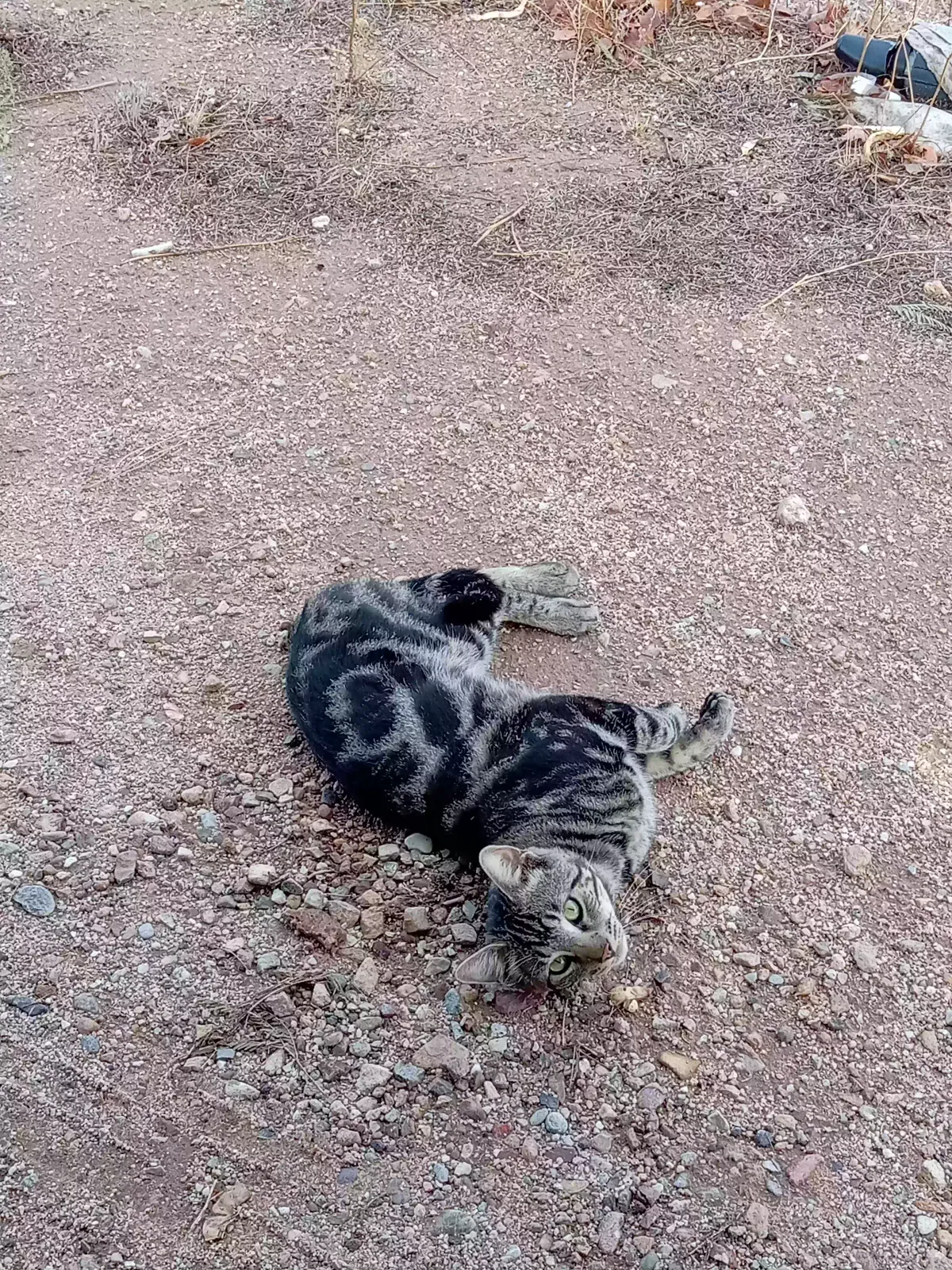 Lost cat in Tucson, AZ, 85756
