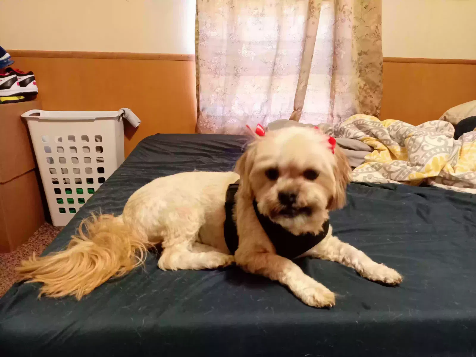 Lost dog in Indianapolis, IN, 46235