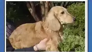 Lost dog in Lexington, SC, 29072