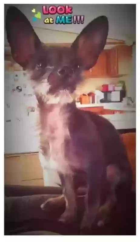 Lost dog in Phoenix, AZ, 85086