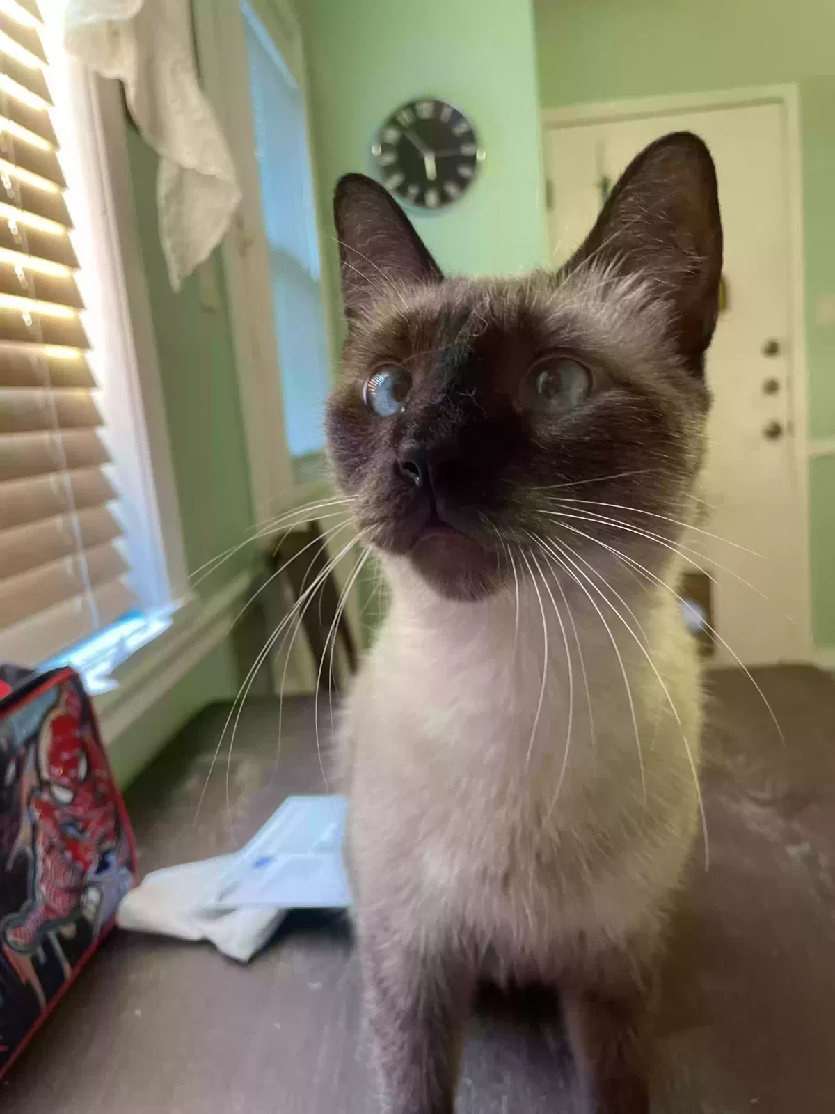 Lost cat in San Antonio, TX, 78250