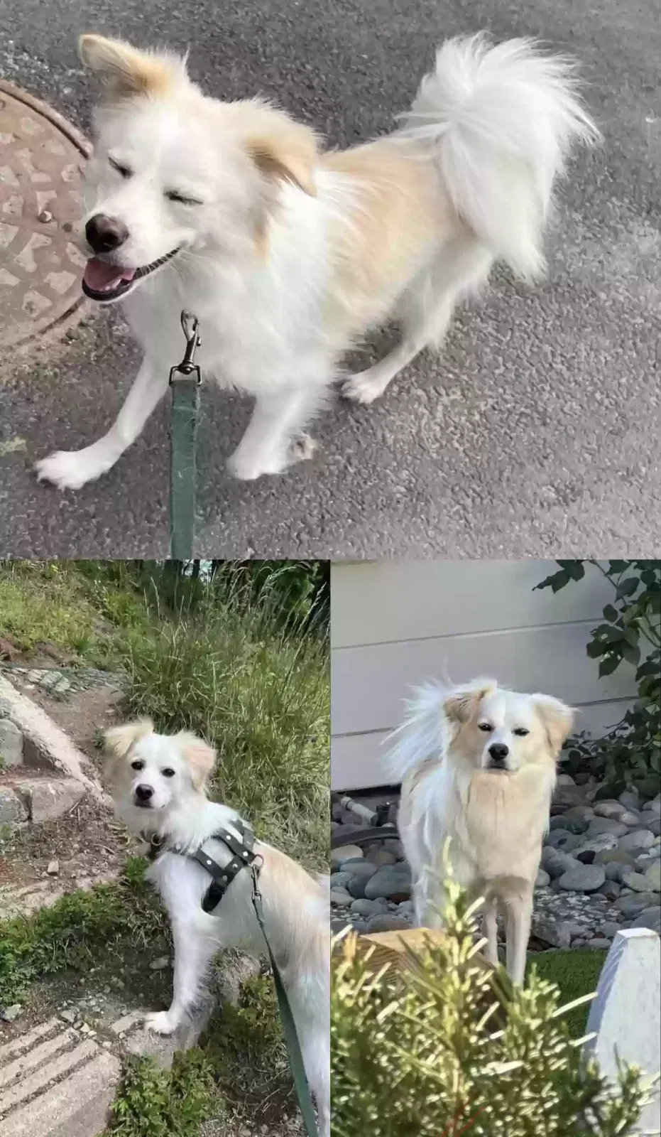 Lost dog in Walnut Creek, CA, 94596