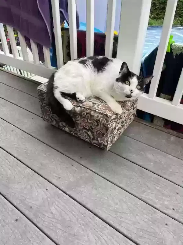 Lost cat in Bristol, CT, 6010