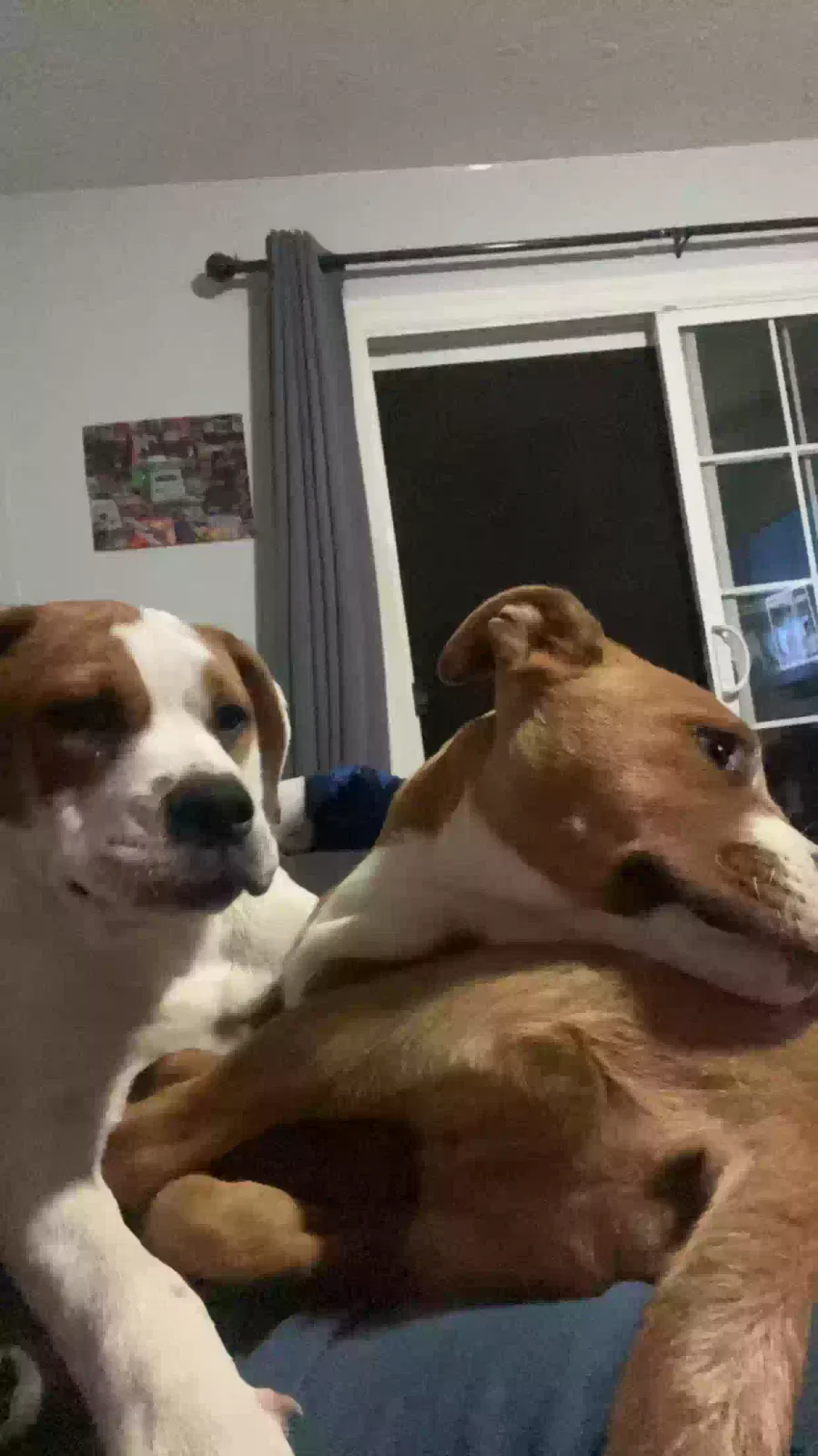 Lost dog in Sacramento, CA, 95842