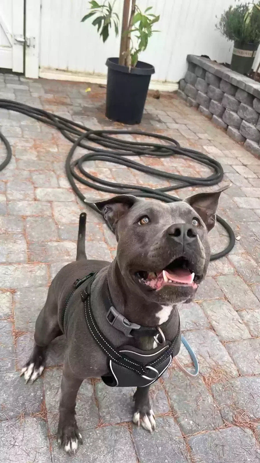 Found dog in Redlands, CA, 92374