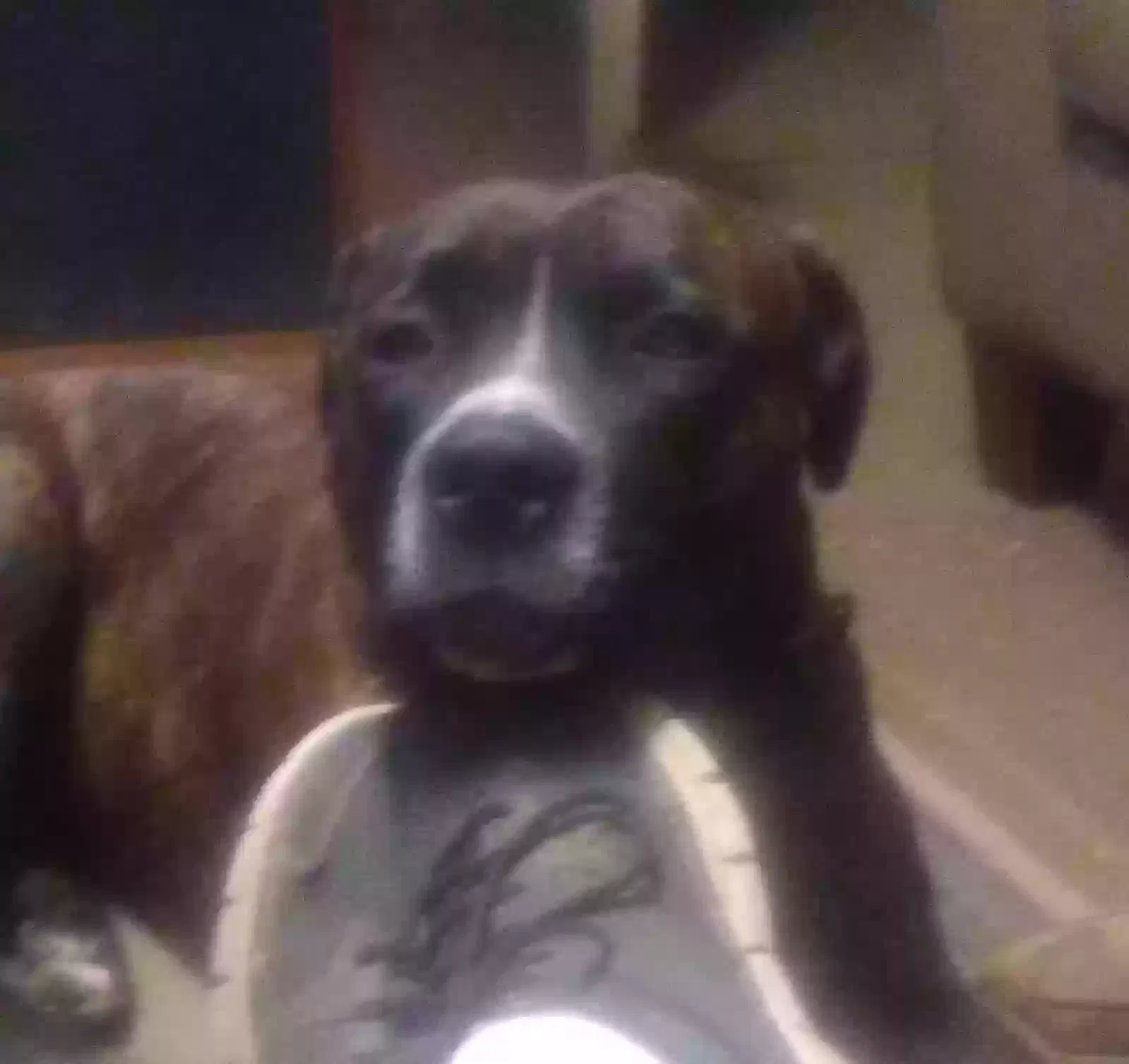 Lost dog in Modesto, CA, 95350