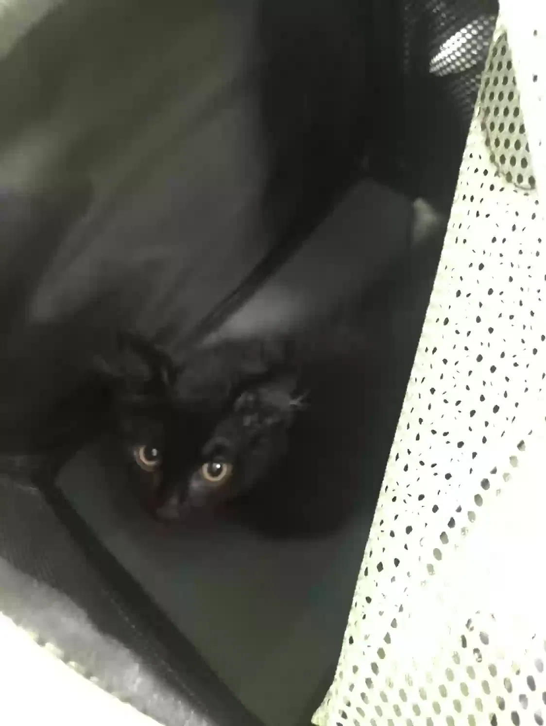 Lost cat in Flushing, NY, 11358