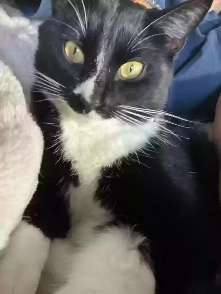 Lost cat in White Bluff, TN, 37187