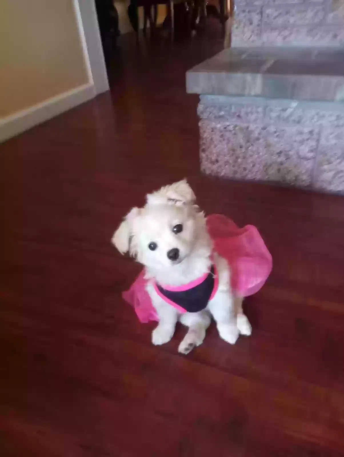 Lost dog in Longview, WA, 98632