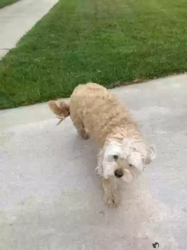 Found dog in Van Nuys, CA, 91406