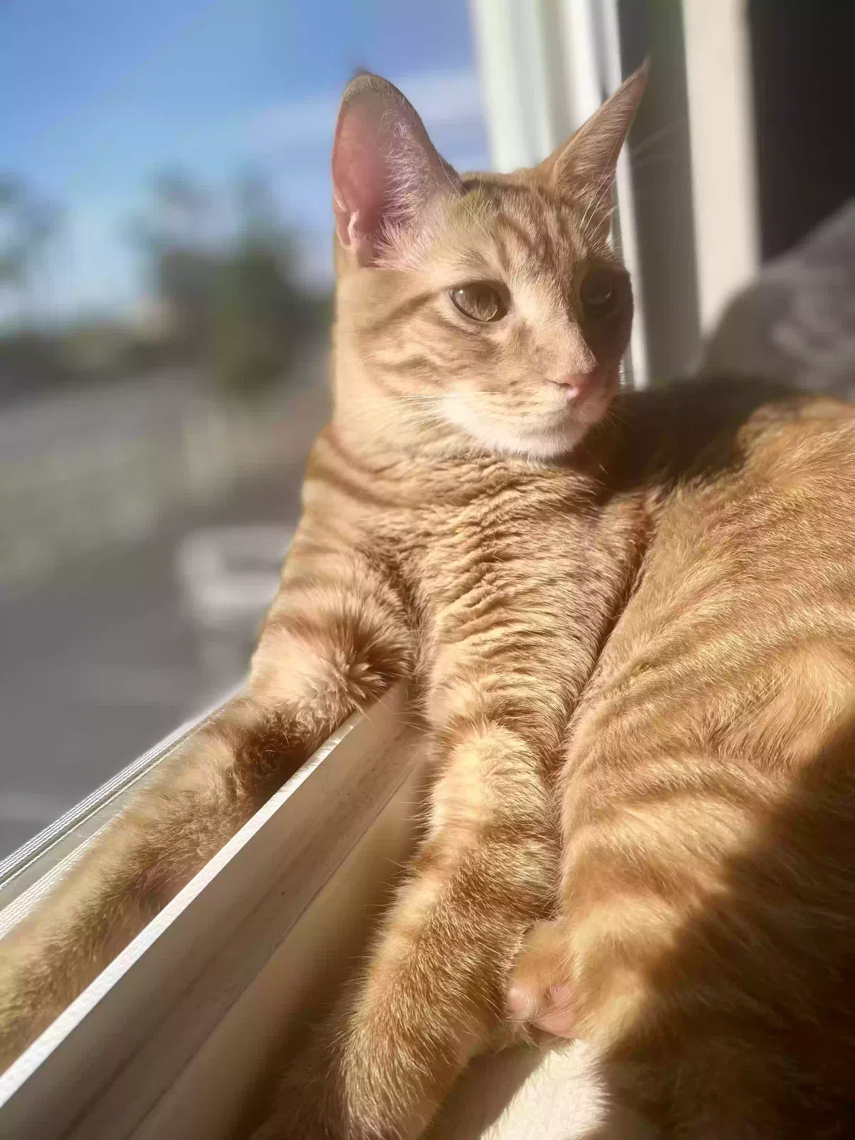 Lost cat in Indio, CA, 92203