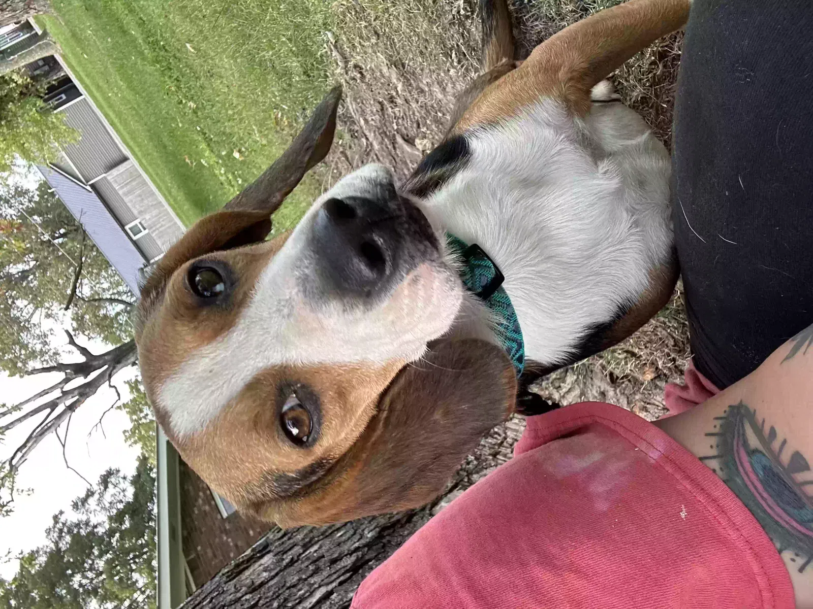 Found dog in Park Hills, MO, 63601
