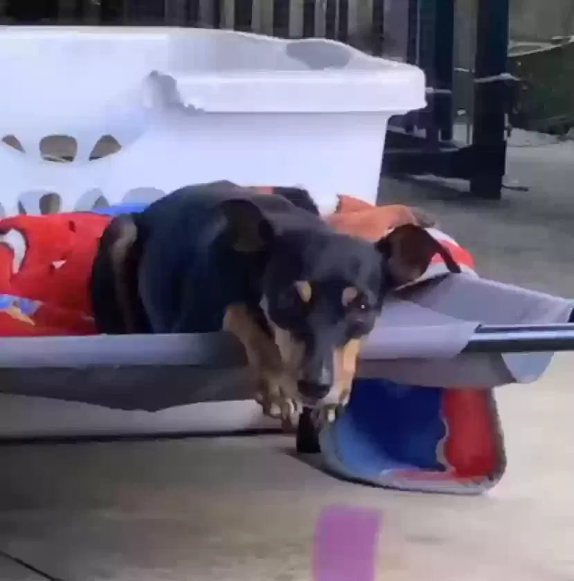 Lost dog in Wahiawa, HI, 96786