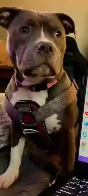 Lost dog in Gainesville, FL, 32607