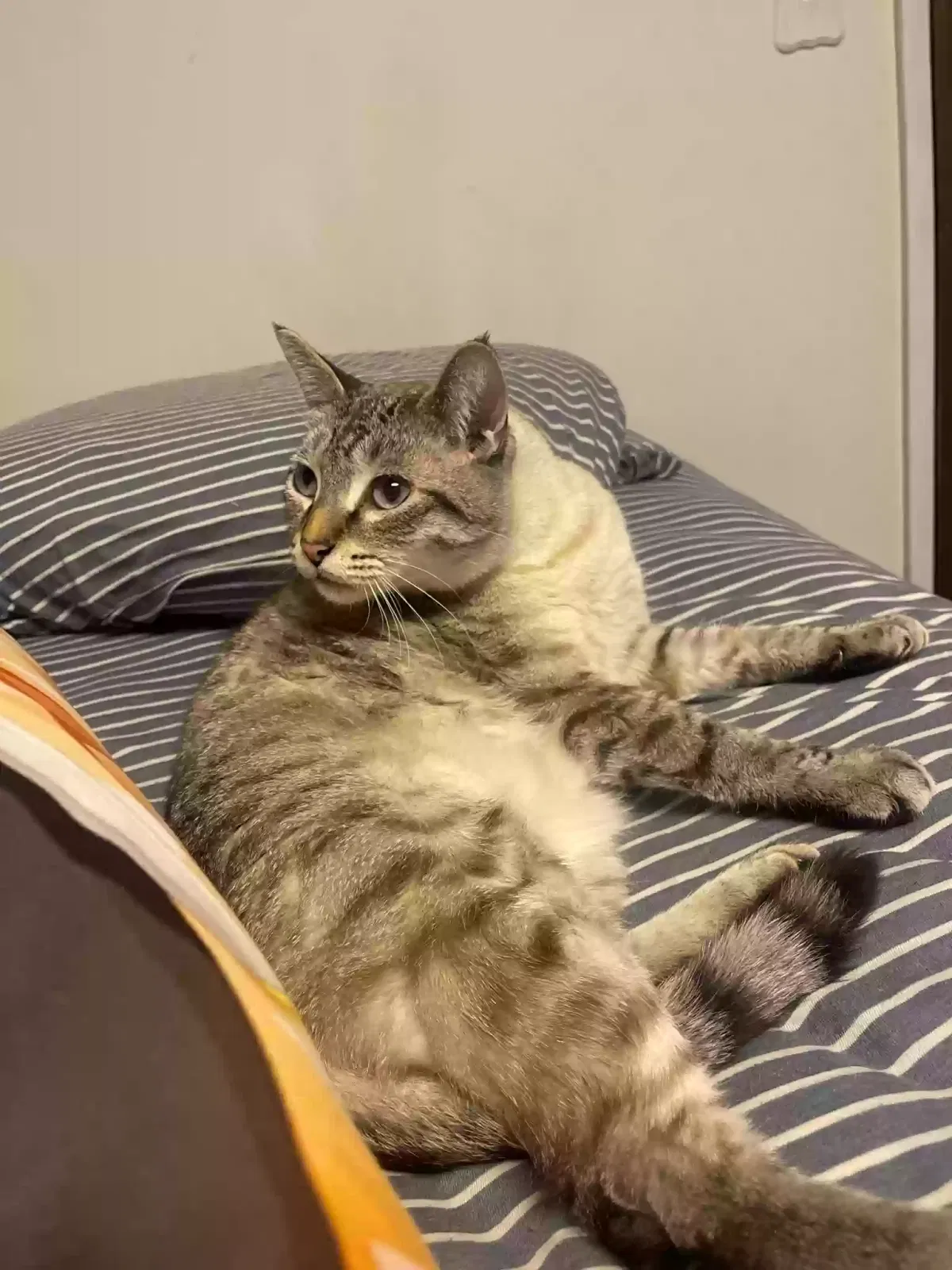 Lost cat in Duvall, WA, 98019