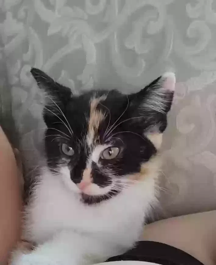 Lost cat in Defiance, OH, 43512