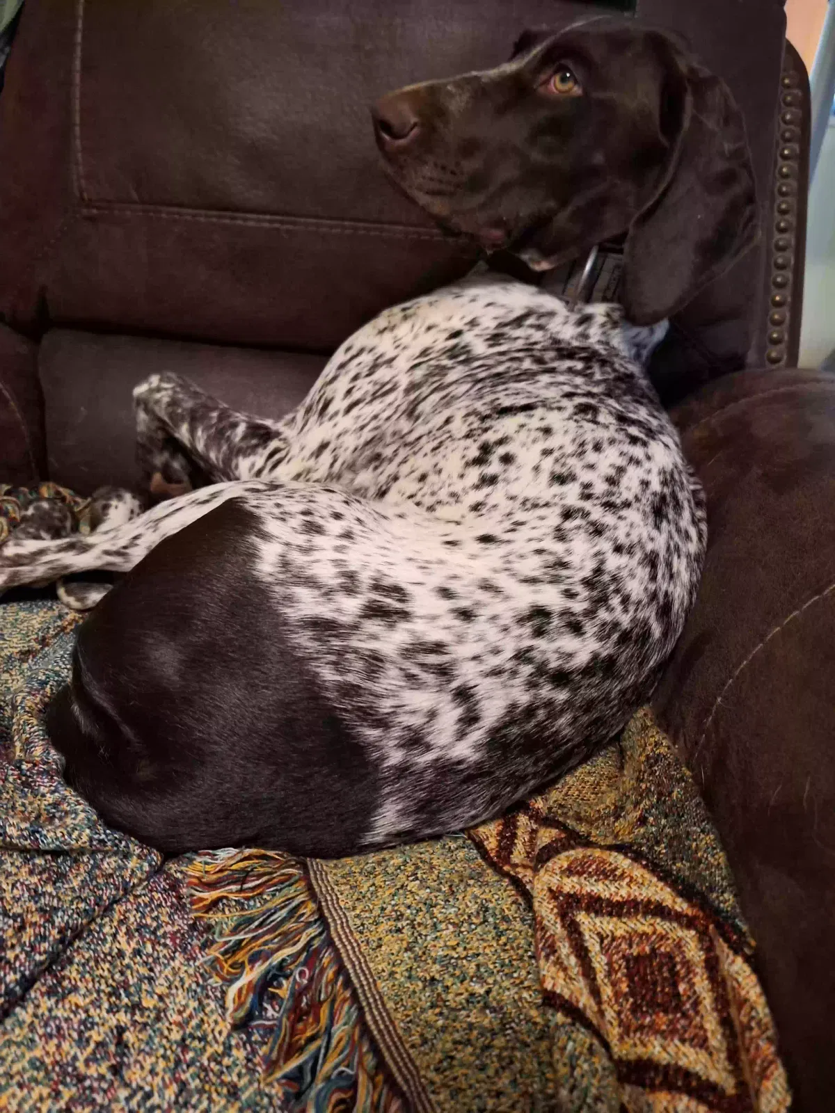 Lost dog in Elk Grove, CA, 95624