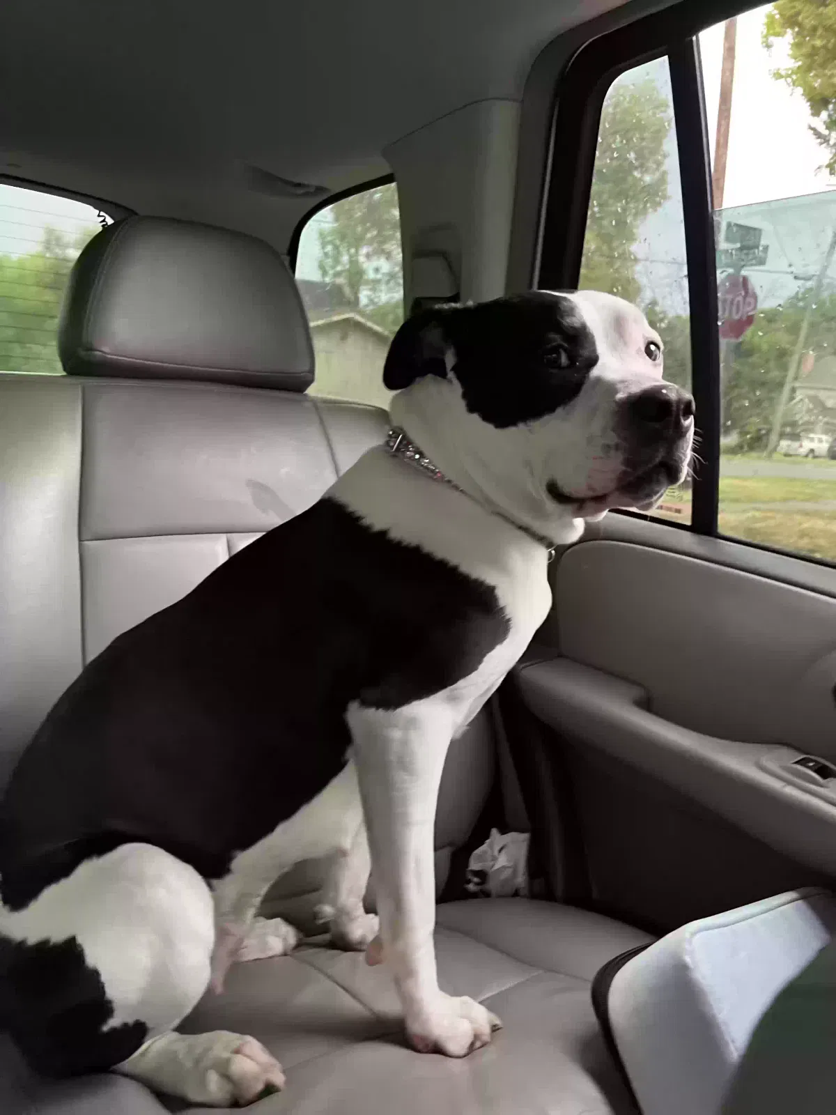 Found dog in Shawnee, KS, 66203