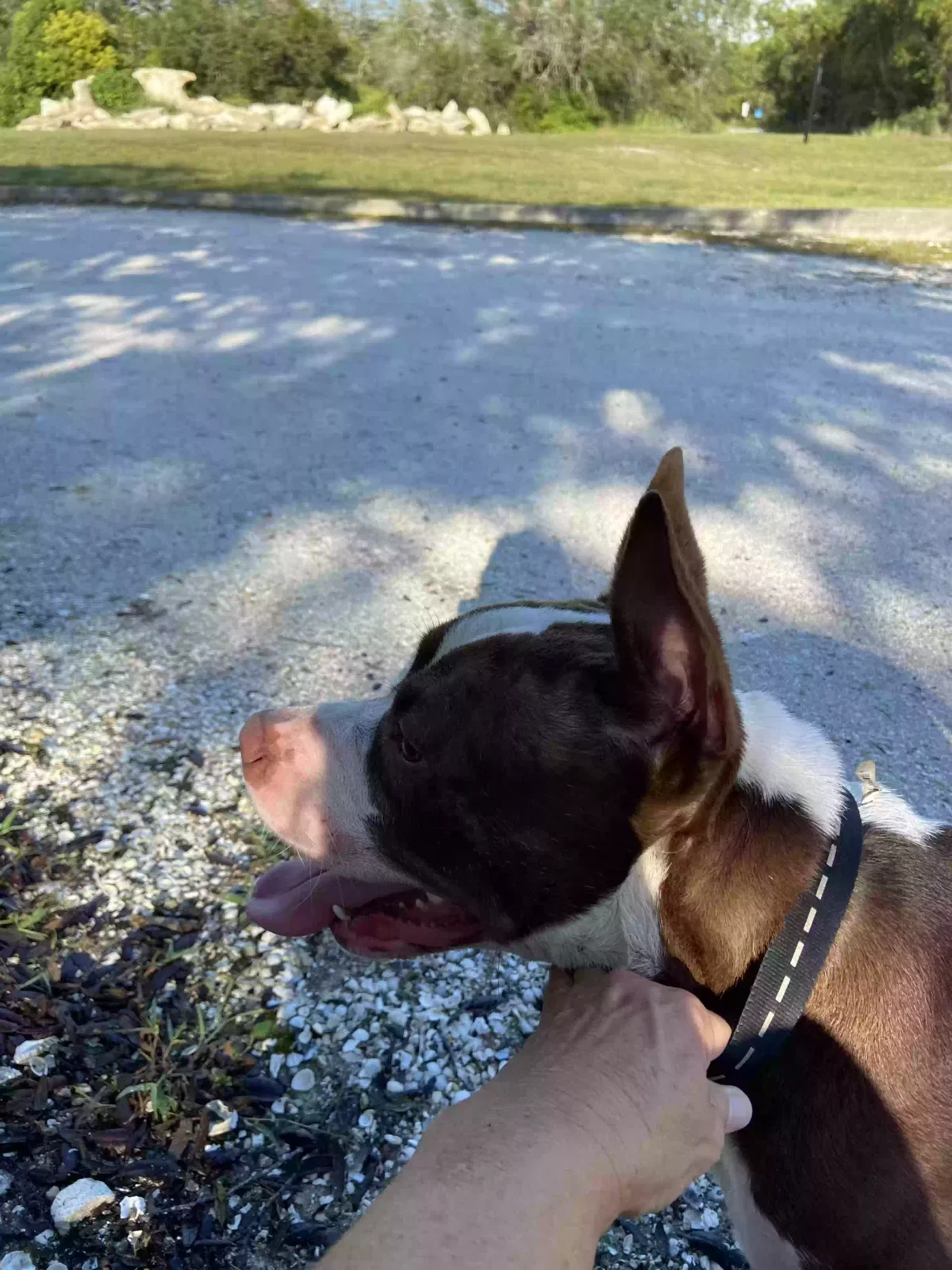Found dog in New Port Richey, FL, 34653
