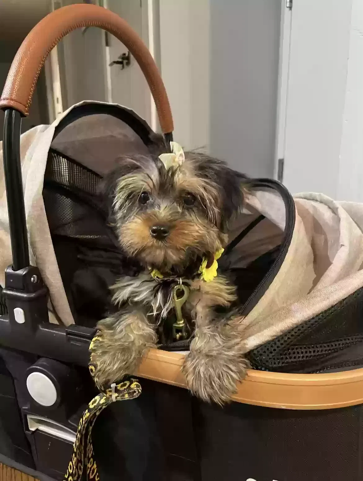 Lost dog in Brooklyn, NY, 11219