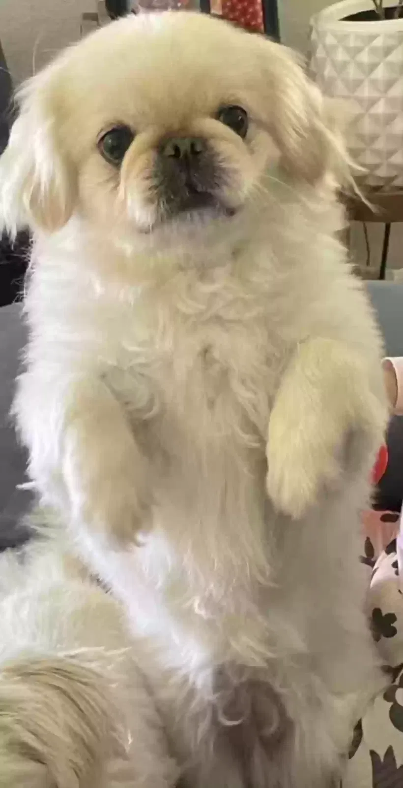Lost dog in San Antonio, TX, 78219