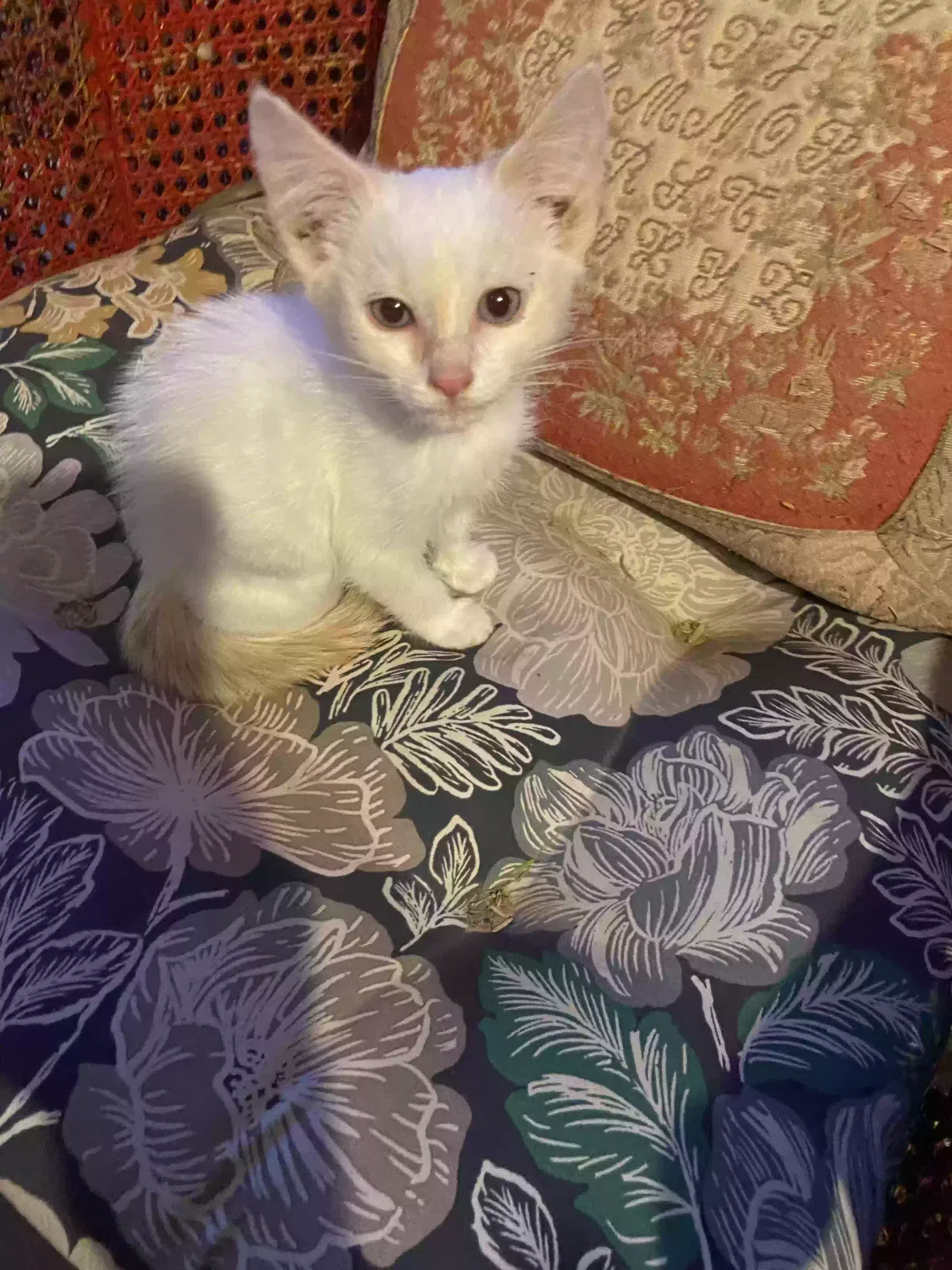 Found cat in Buckeye, AZ, 85326