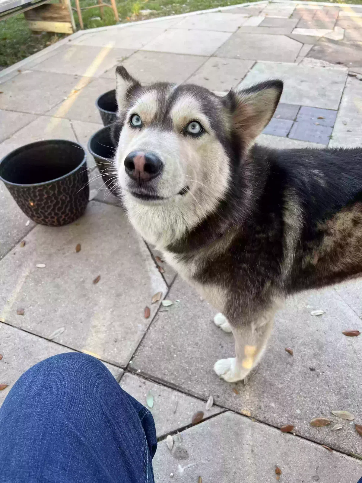 Lost dog in San Antonio, TX, 78224