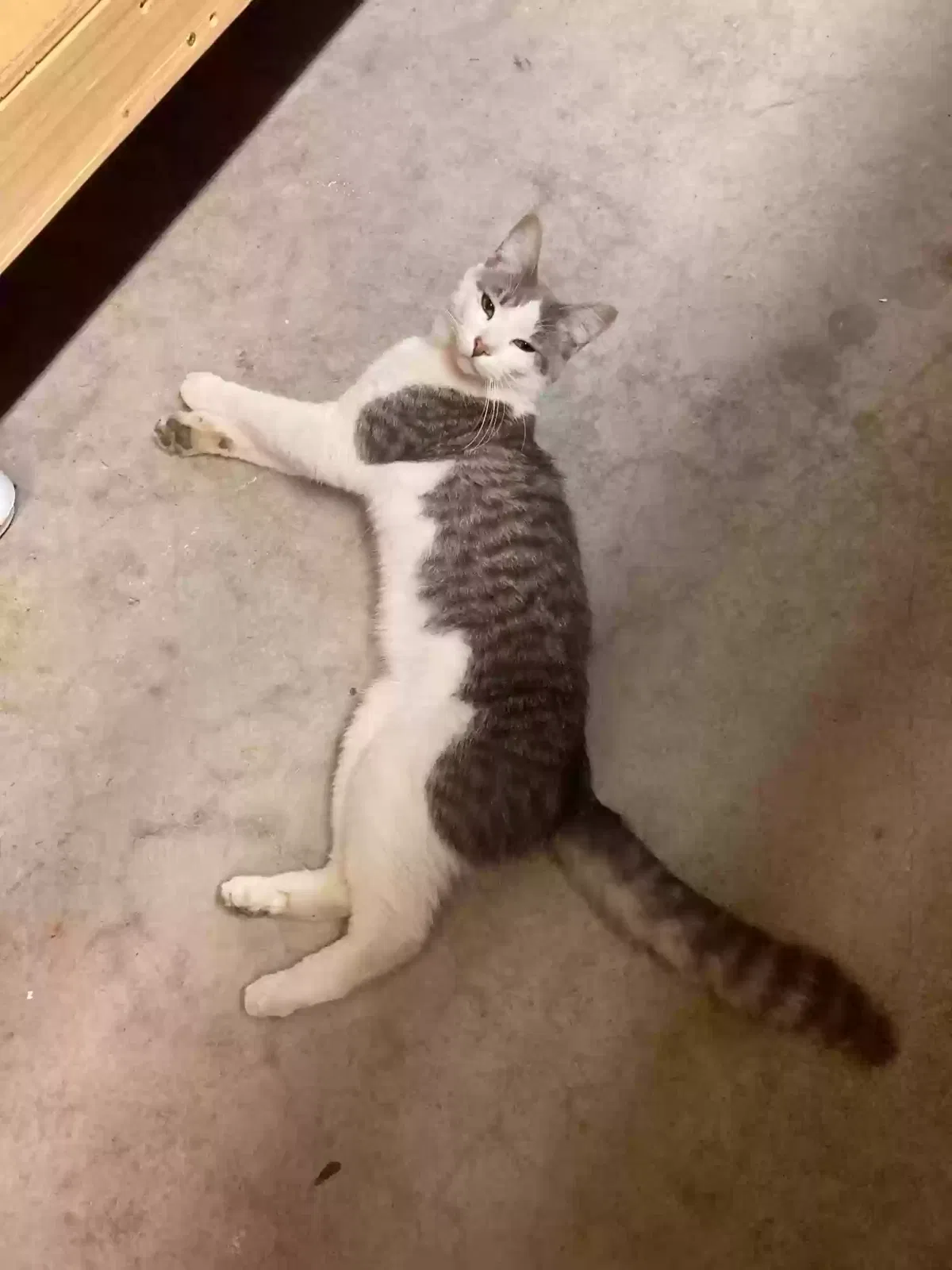 Found cat in Salem, OR, 97305