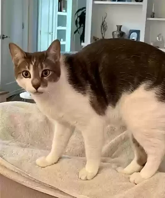 Lost cat in Lewisville, NC, 27023