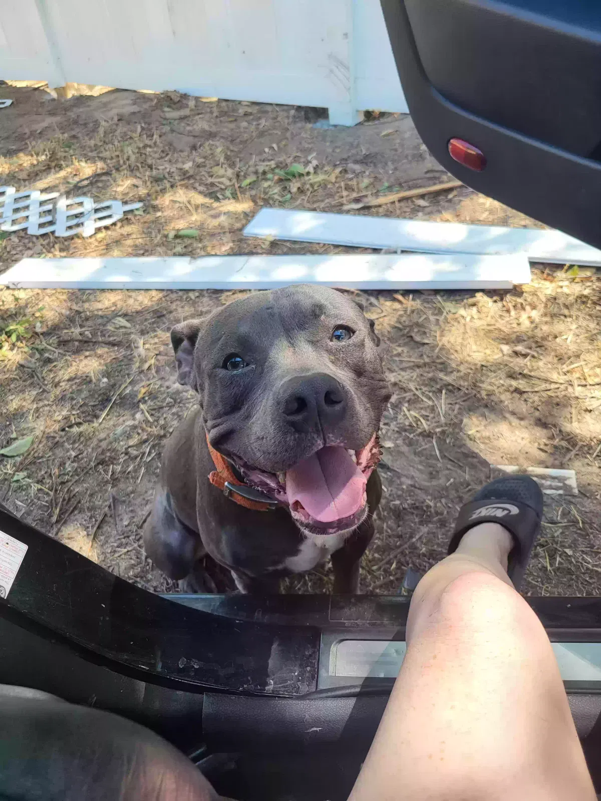 Lost dog in Paradise, TX, 76073