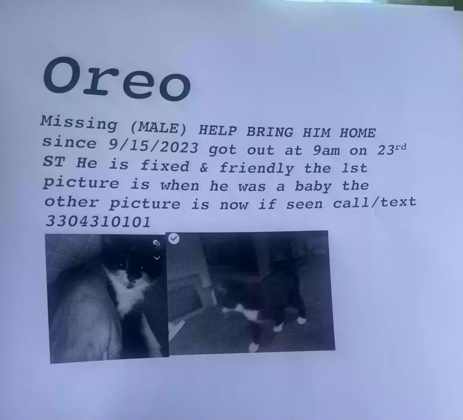 Lost cat in Akron, OH, 44314