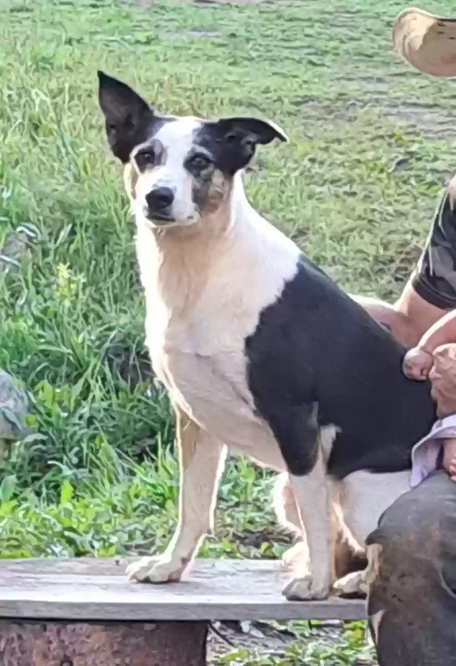 Lost dog in Walsenburg, CO, 81089