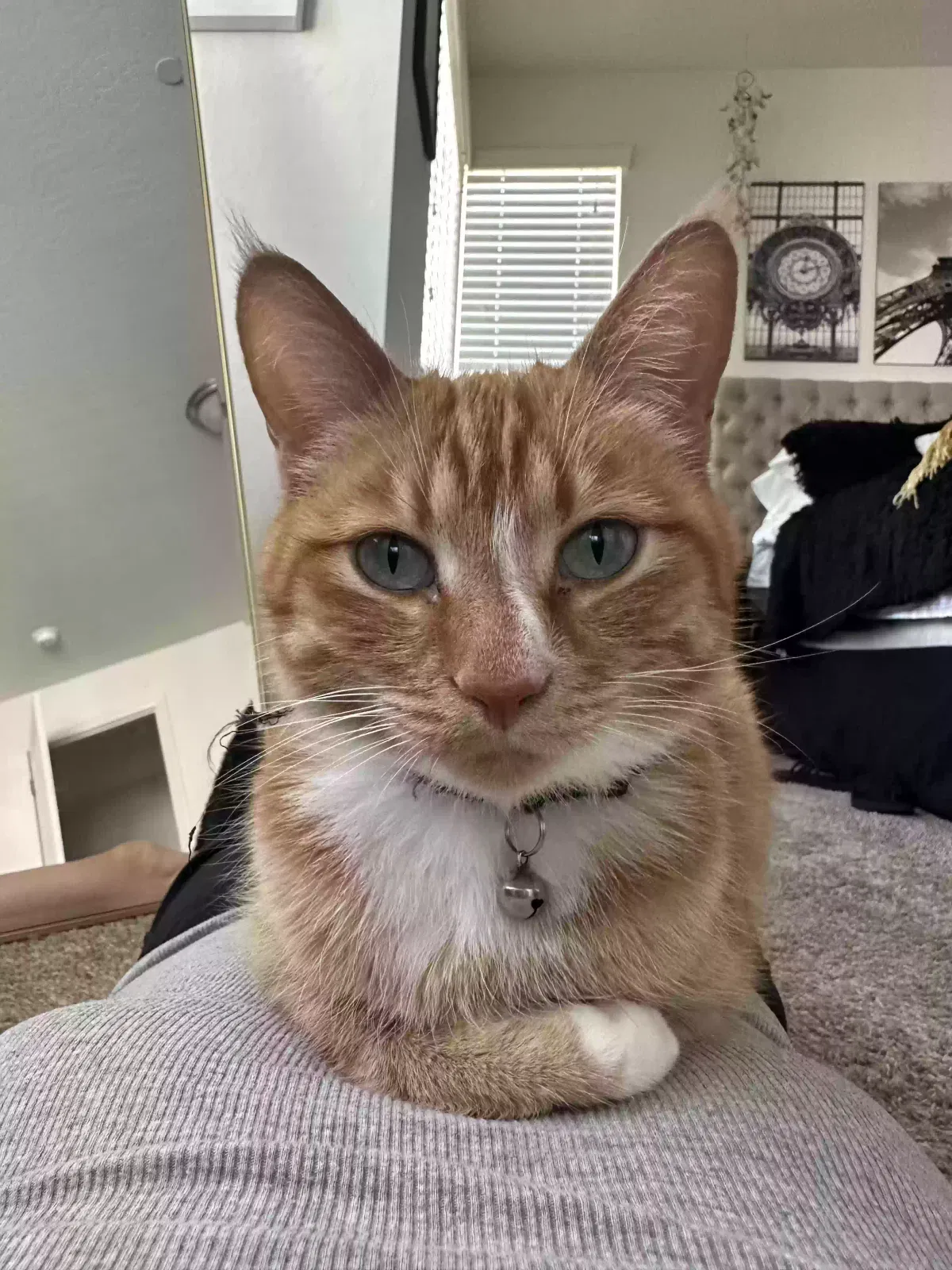 Lost cat in Clovis, CA, 93619