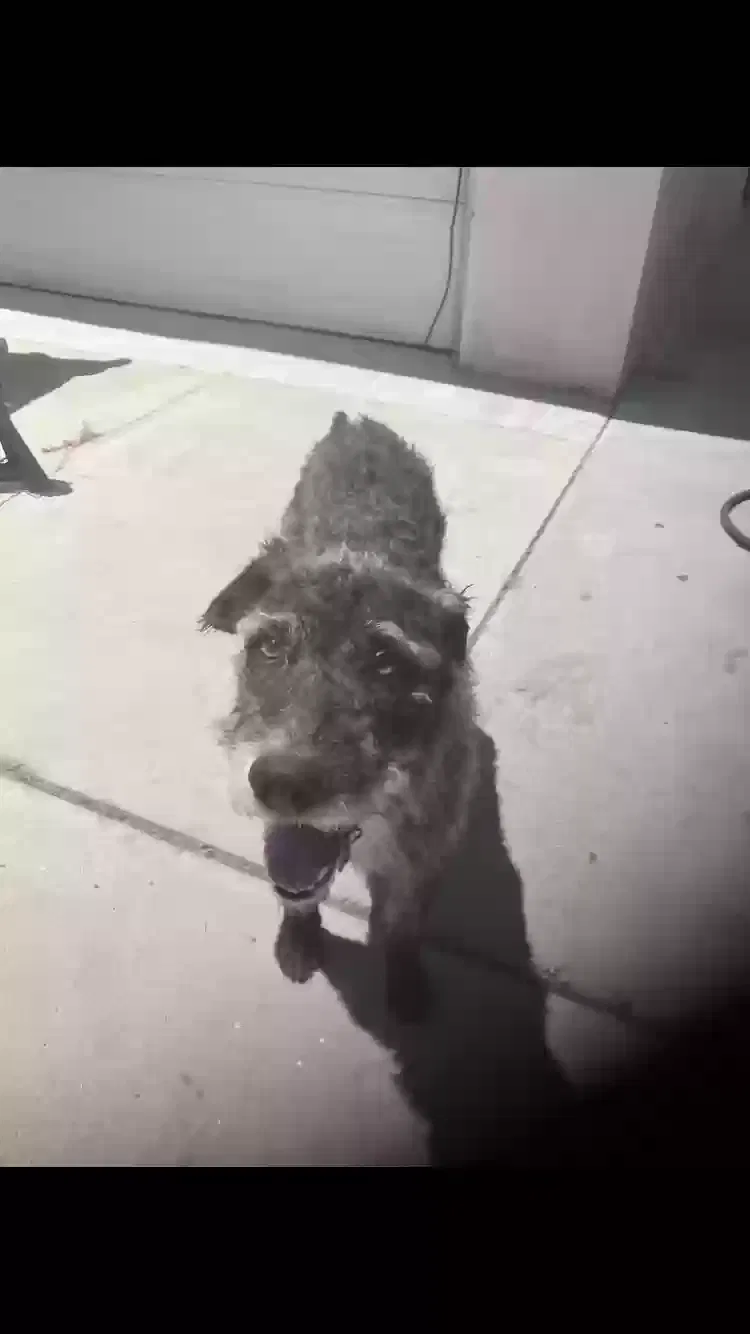 Lost dog in San Jacinto, CA, 92583
