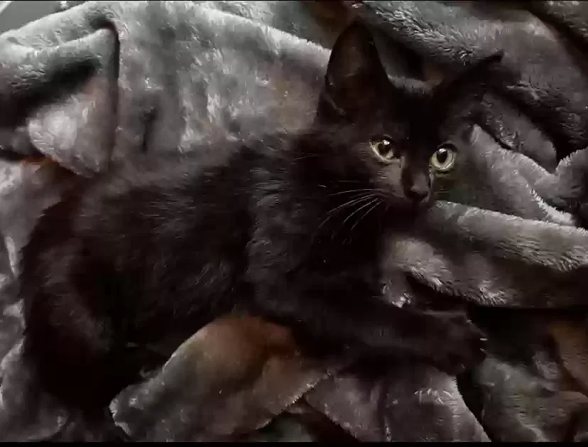 Lost cat in Bellaire, TX, 77401