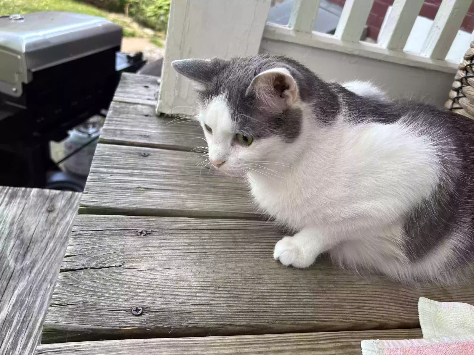 Lost cat in Cincinnati, OH, 45205