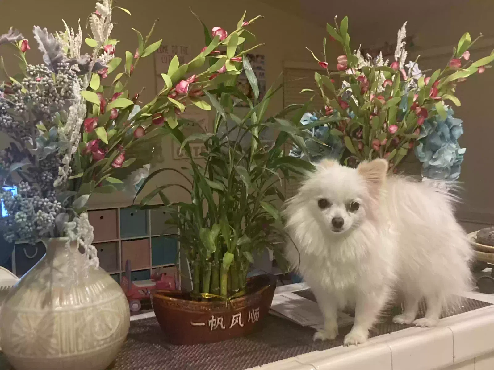 Lost dog in Hemet, CA, 92544