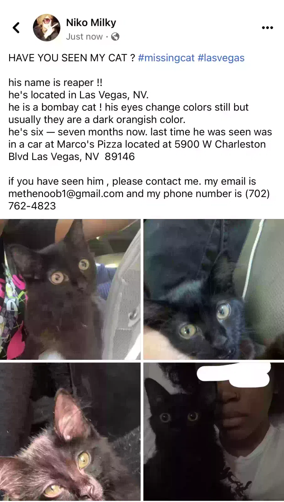 Lost cat in Las Vegas, NV, 89146