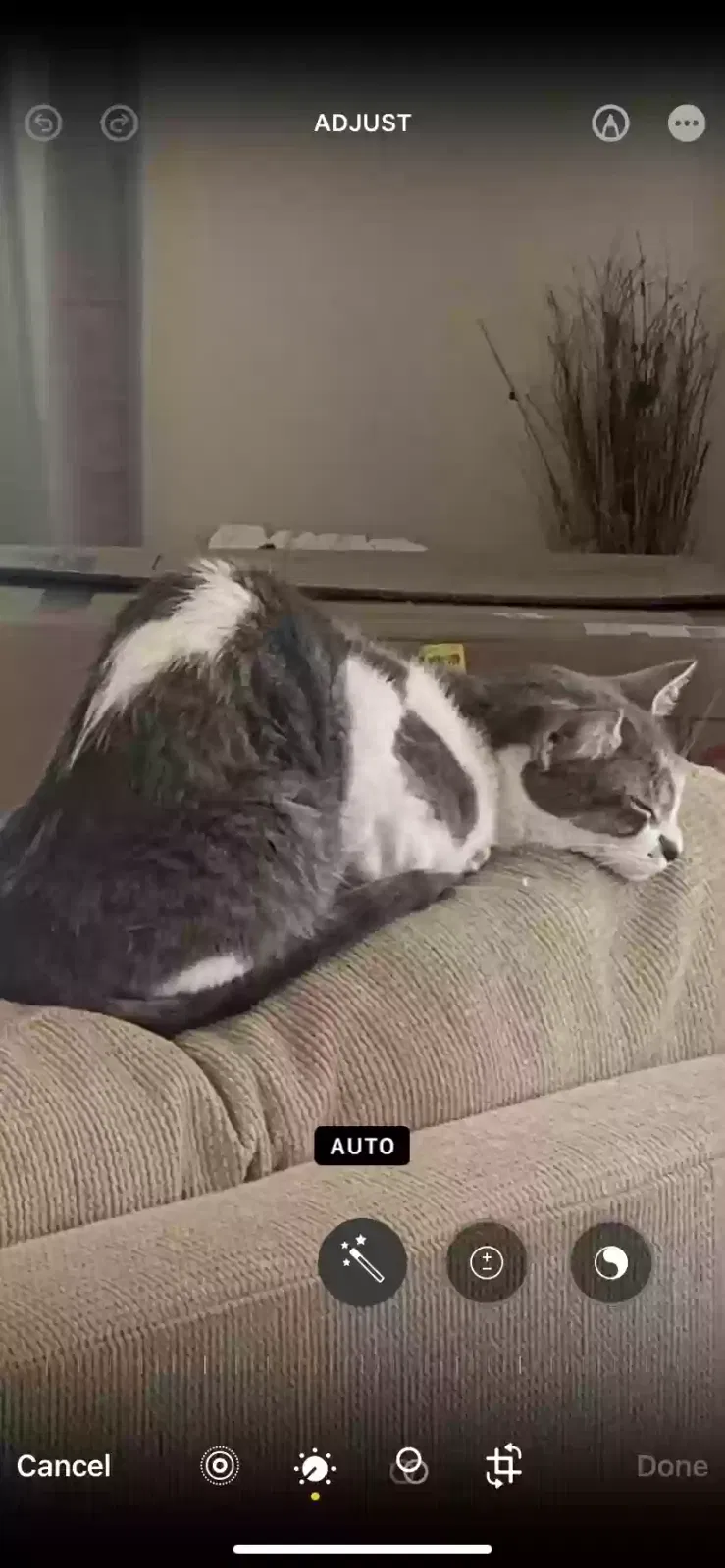 Lost cat in Park Forest, IL, 60466