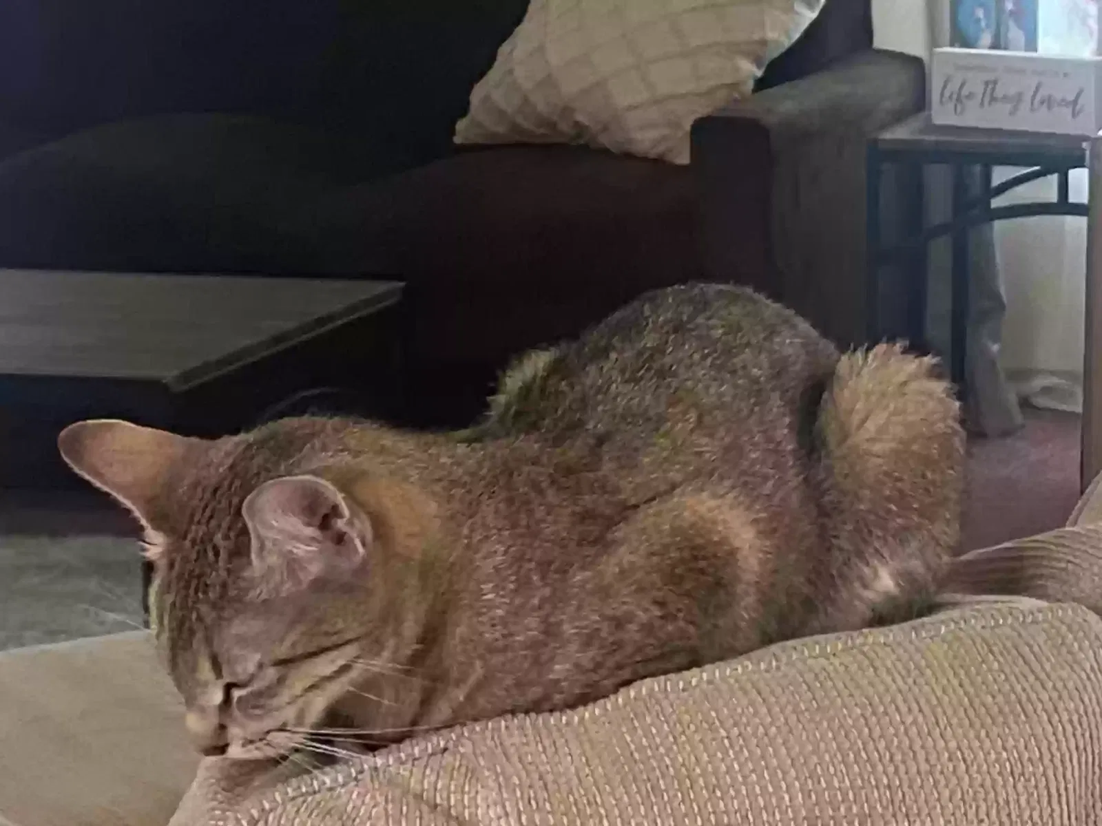 Lost cat in Park Forest, IL, 60466