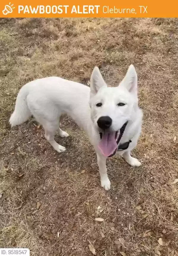 Found dog in Cleburne, TX, 76033