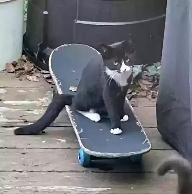 Lost cat in Dalton, GA, 30721