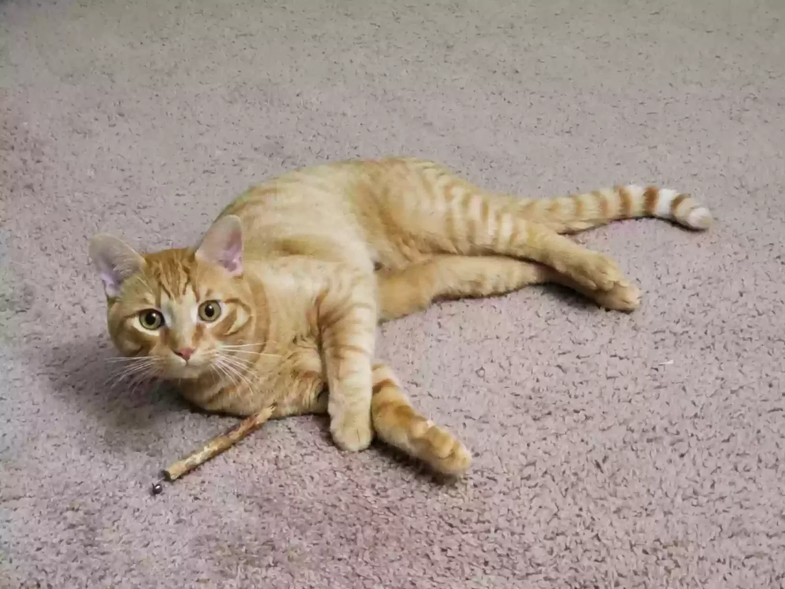 Lost cat in Ypsilanti, MI, 48197