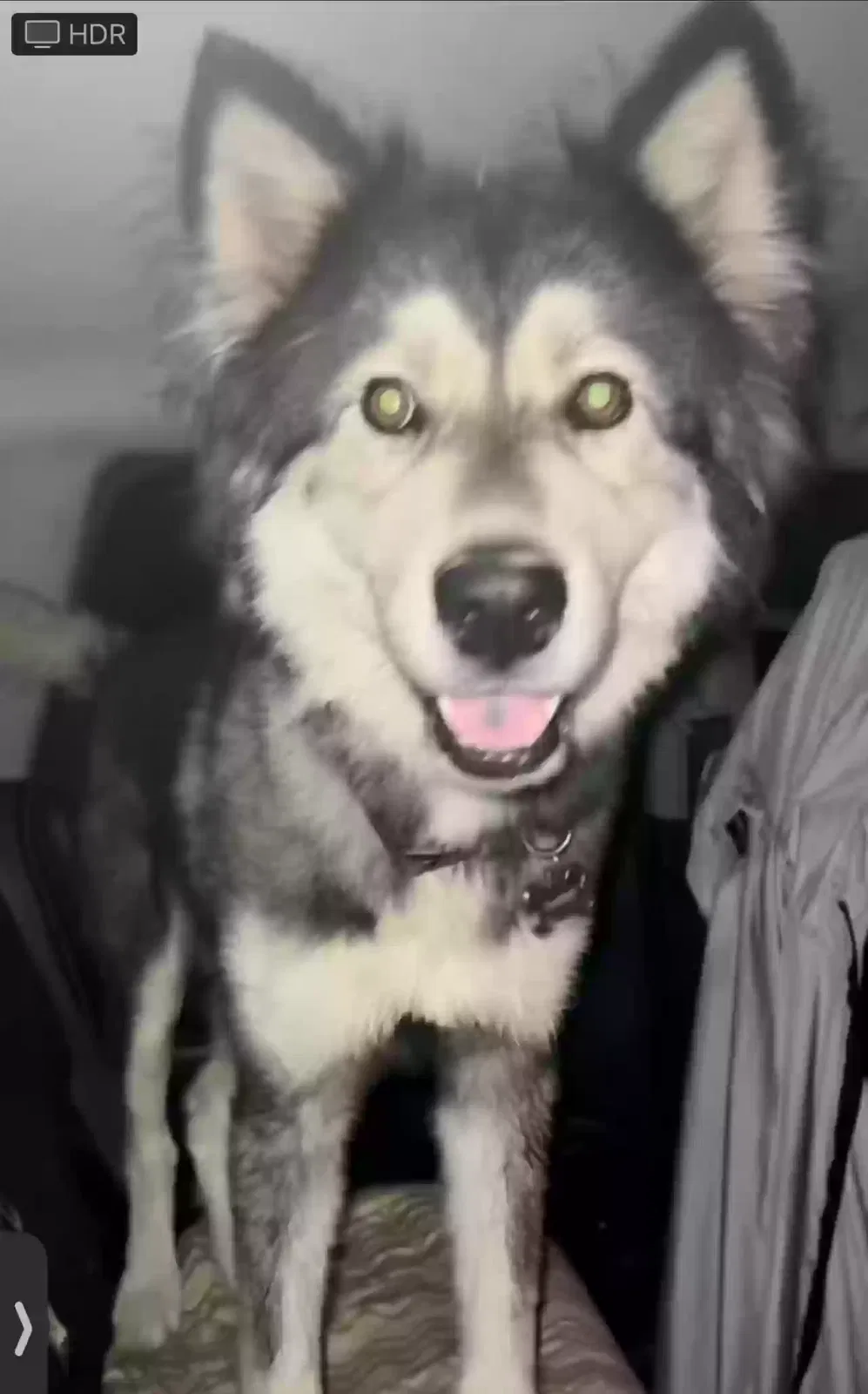 Lost dog in San Bernardino, CA, 92408