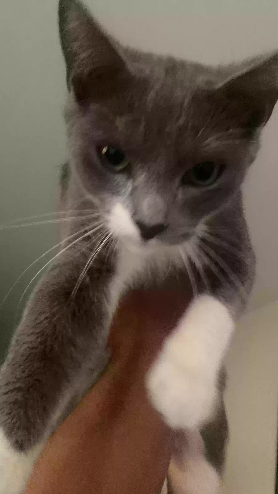Found cat in Norfolk, VA, 23505